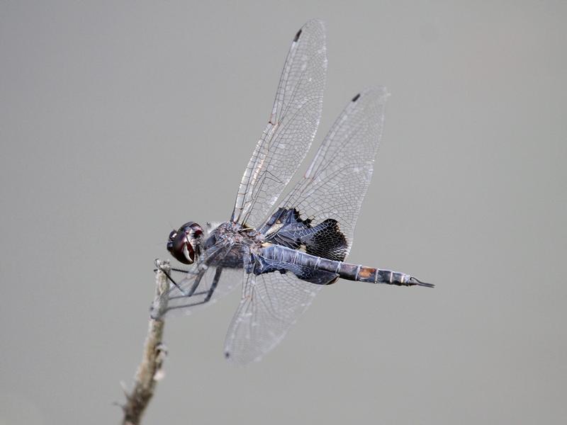 Photo of Black Saddlebags