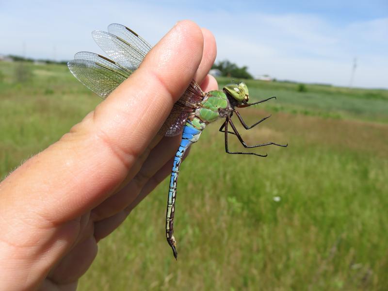 Photo of Common Green Darner