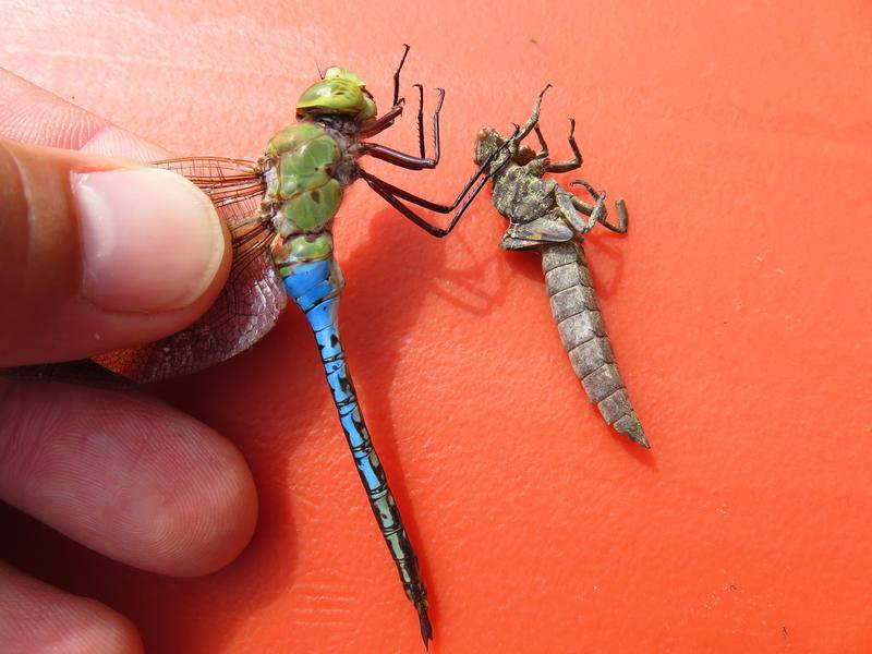 Photo of Common Green Darner