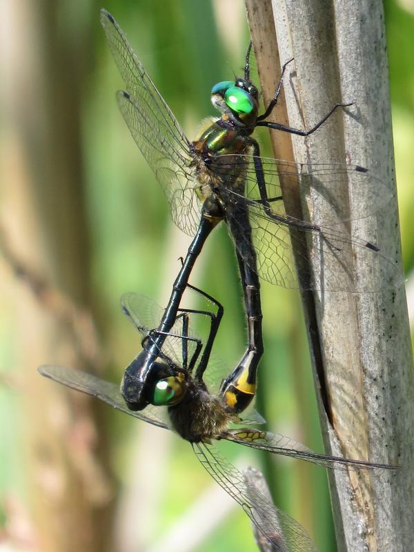 Photo of Racket-tailed Emerald