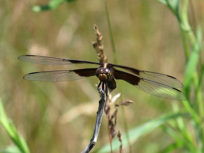 Photo of Widow Skimmer