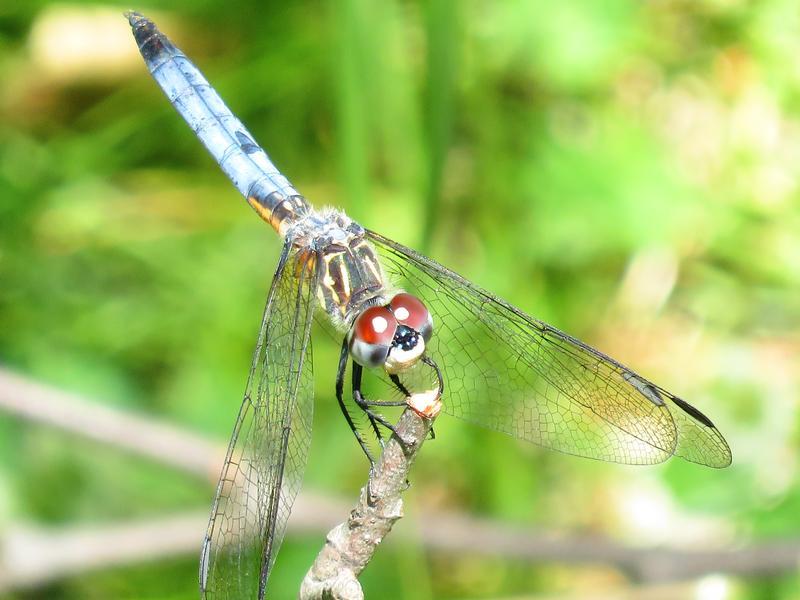 Photo of Blue Dasher