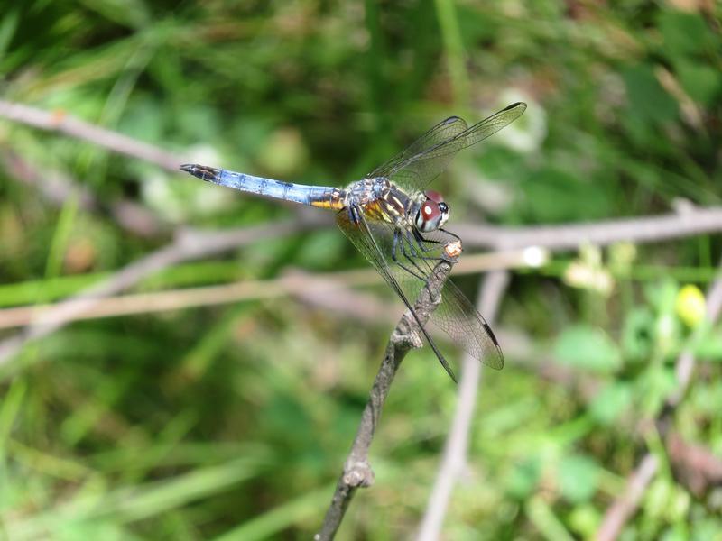 Photo of Blue Dasher