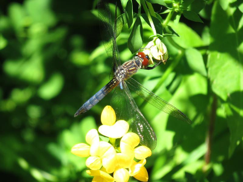 Photo of Blue Dasher