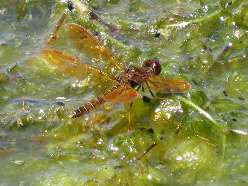 Photo of Eastern Amberwing