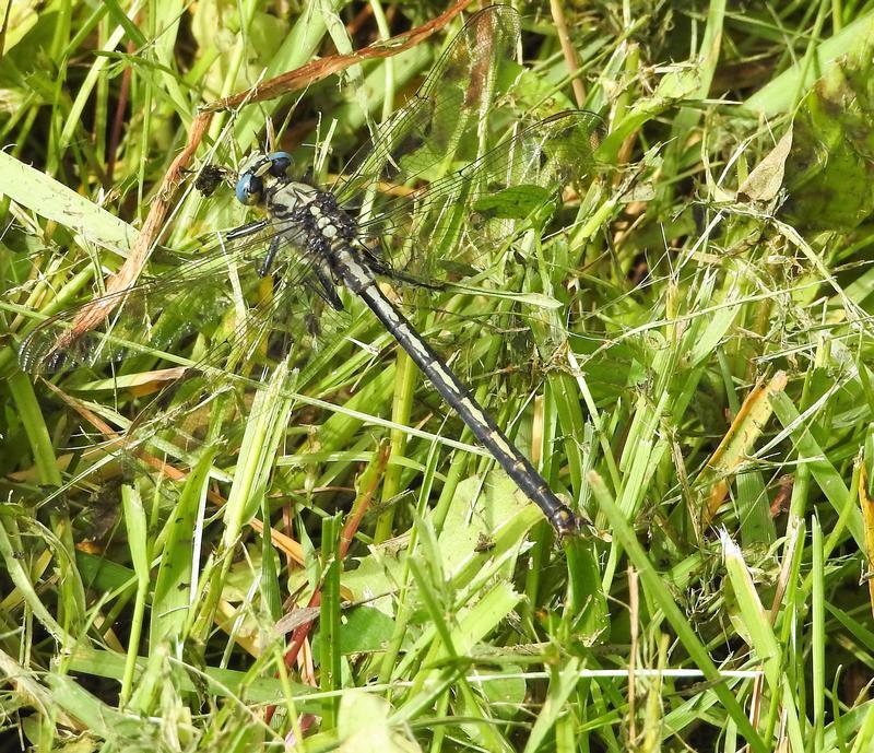 Photo of Horned Clubtail