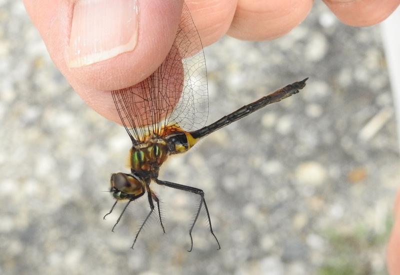 Photo of Racket-tailed Emerald