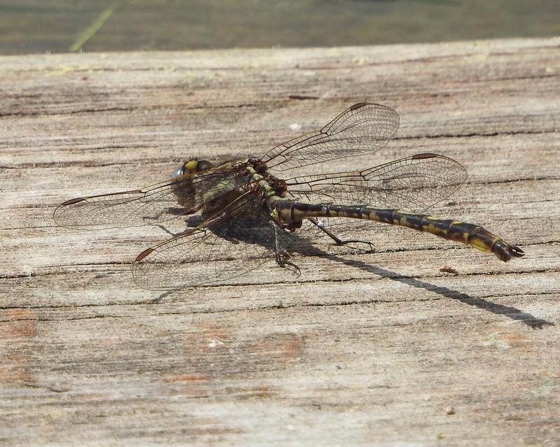 Photo of Dusky Clubtail