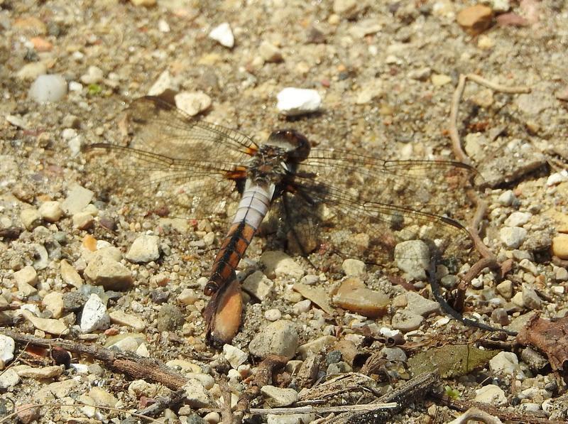 Photo of Chalk-fronted Corporal