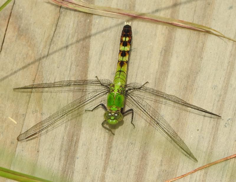 Photo of Eastern Pondhawk