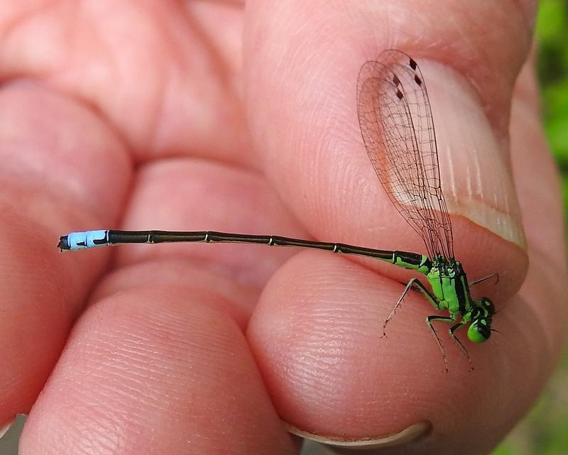 Photo of Eastern Forktail