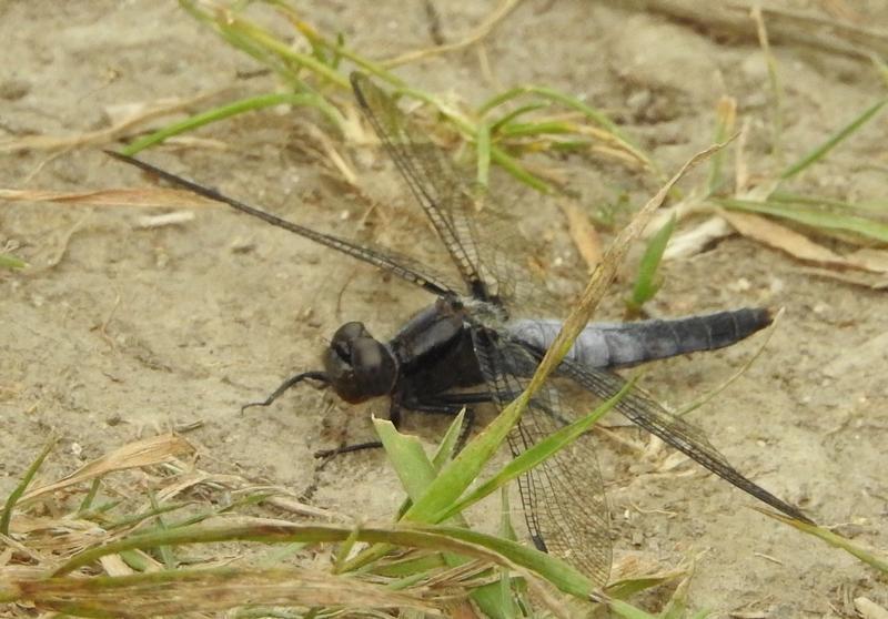 Photo of Chalk-fronted Corporal
