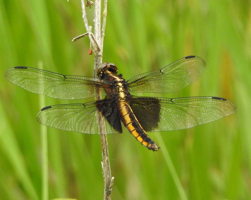 Photo of Widow Skimmer