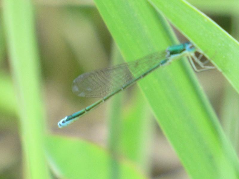 Photo of Sedge Sprite