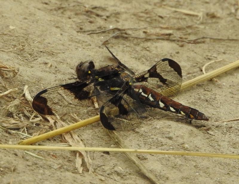 Photo of Common Whitetail