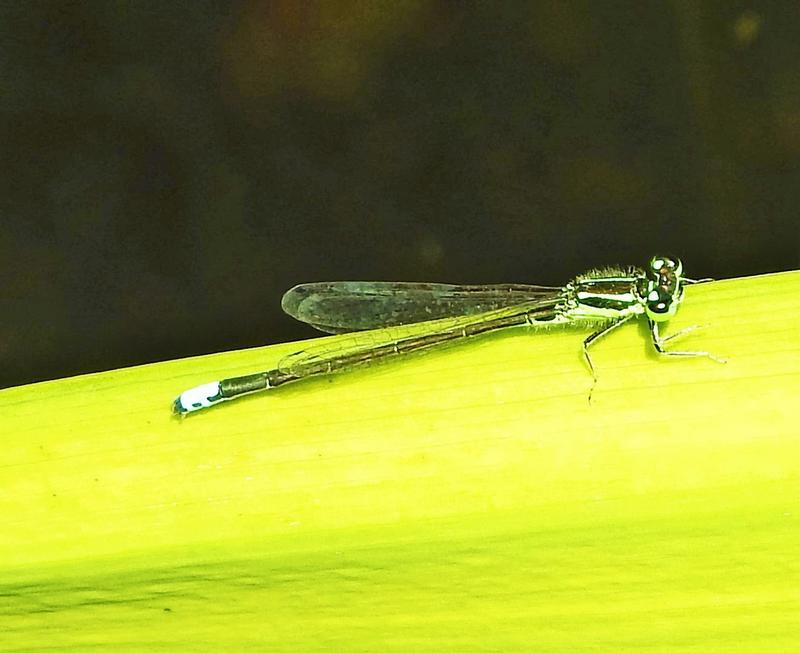 Photo of Eastern Forktail