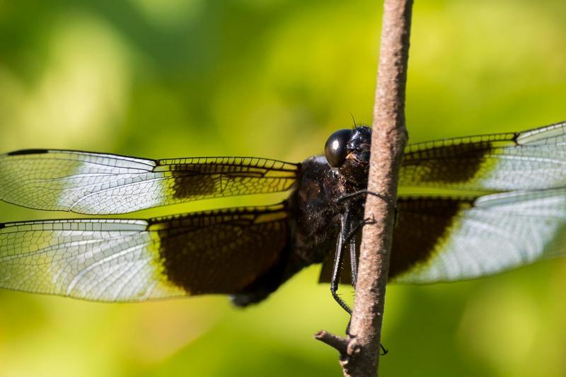 Photo of Widow Skimmer