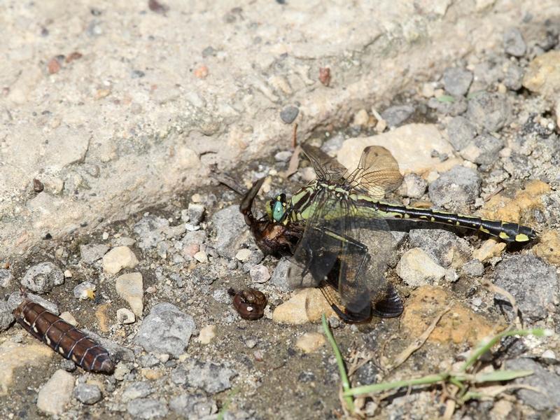 Photo of Midland Clubtail