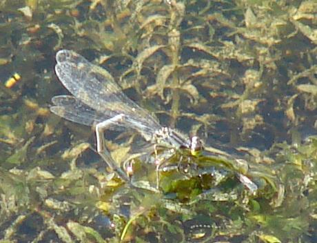 Photo of Eastern Forktail