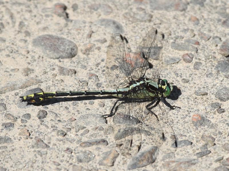 Photo of Black-shouldered Spinyleg