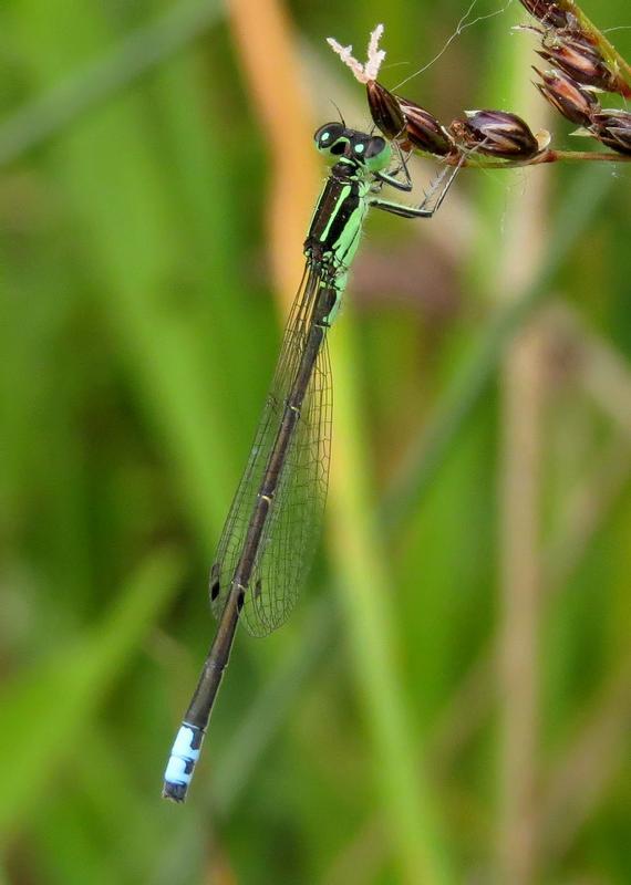 Photo of Eastern Forktail