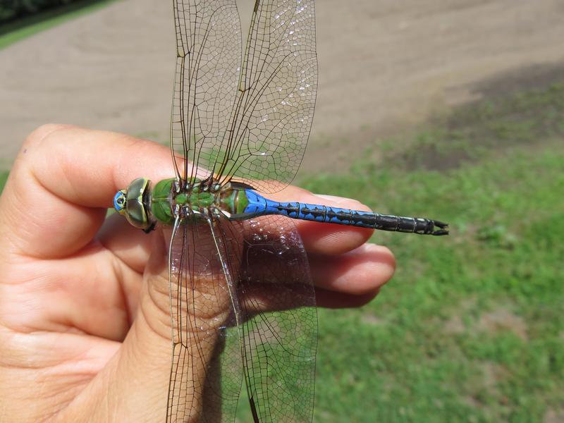 Photo of Common Green Darner