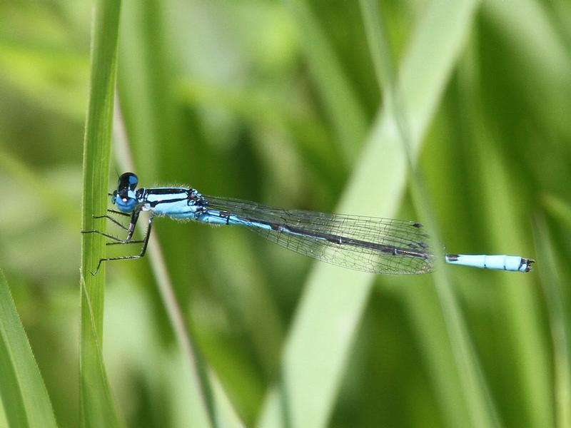 Photo of Azure Bluet