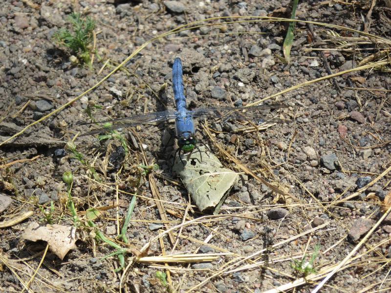 Photo of Eastern Pondhawk