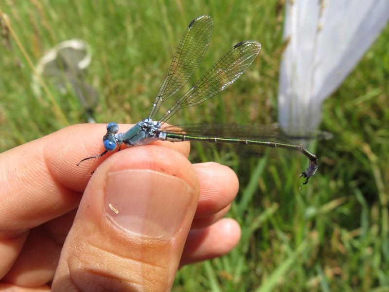 Photo of Amber-winged Spreadwing