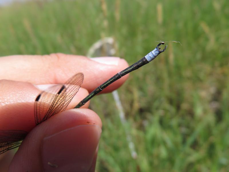 Photo of Amber-winged Spreadwing