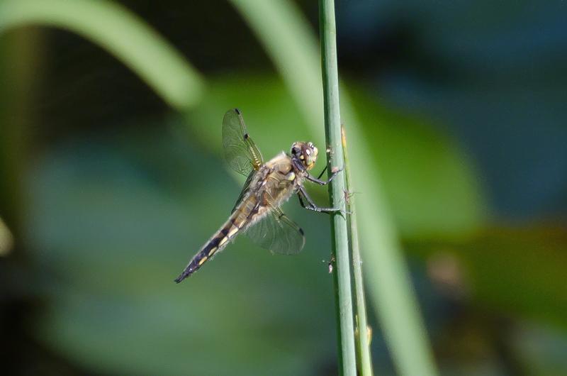 Photo of Four-spotted Skimmer