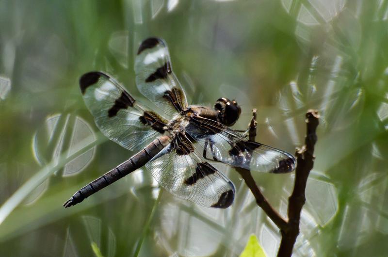 Photo of Twelve-spotted Skimmer