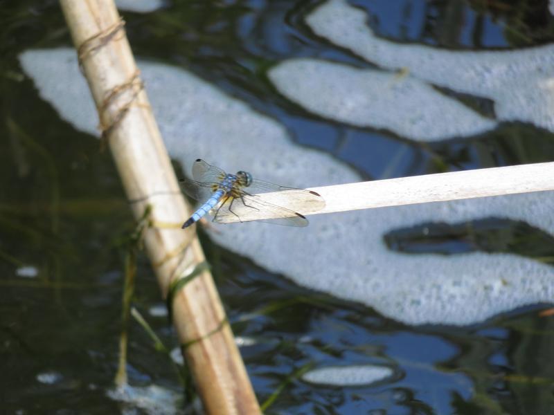Photo of Blue Dasher