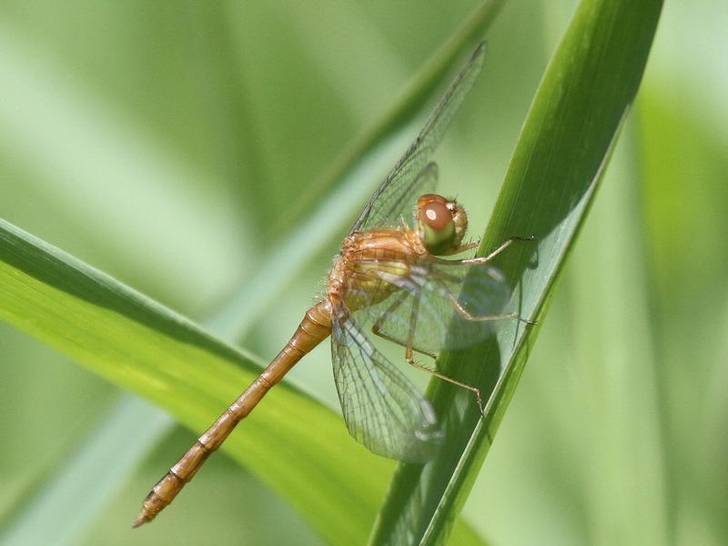 Photo of Autumn Meadowhawk