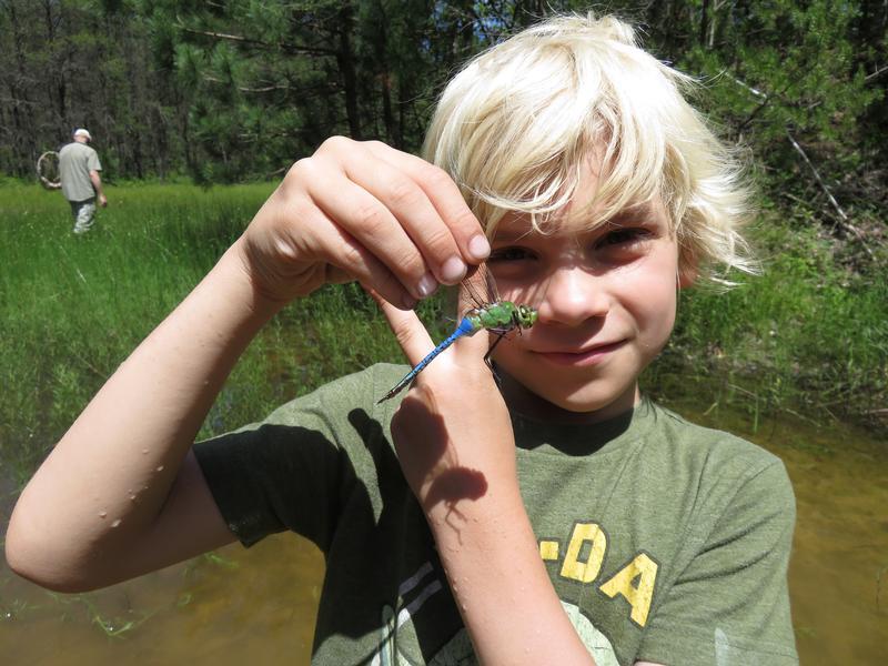 Photo of Common Green Darner