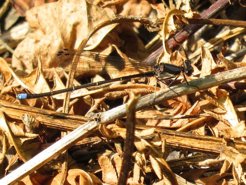 Photo of Blue-tipped Dancer