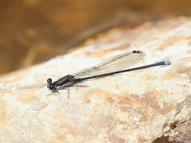 Photo of Blue-tipped Dancer