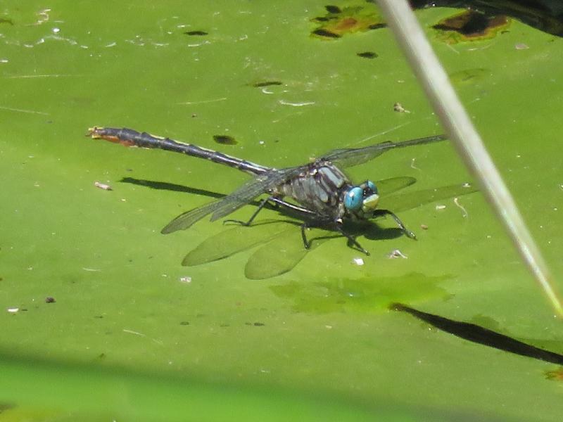 Photo of Lilypad Clubtail