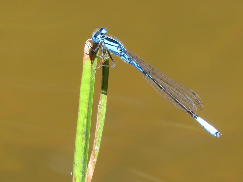 Photo of Azure Bluet