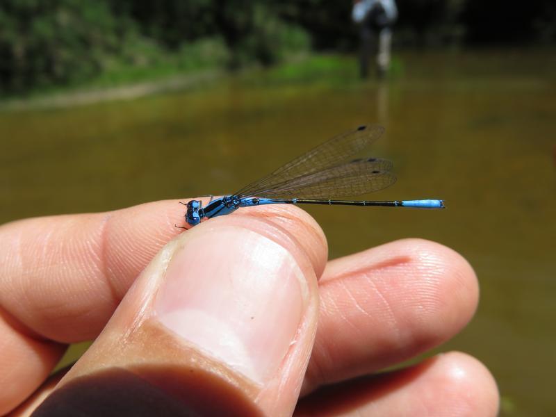 Photo of Azure Bluet