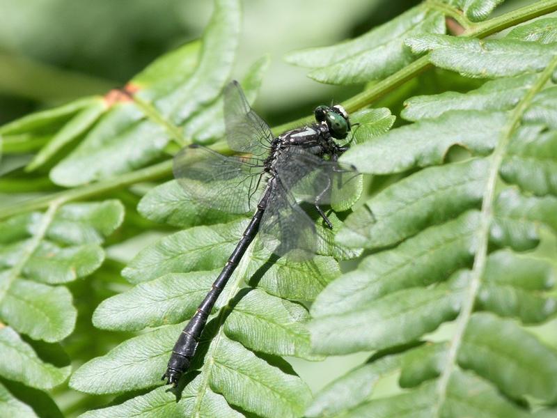 Photo of Mustached Clubtail