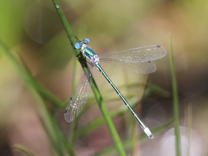 Photo of Emerald Spreadwing