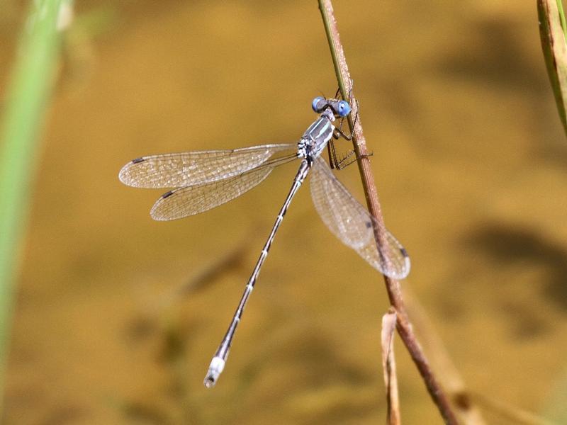 Photo of Southern Spreadwing