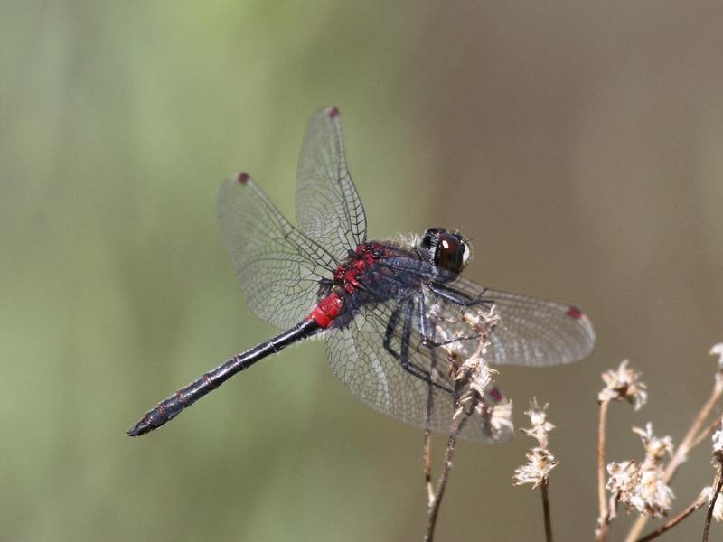 Photo of Crimson-ringed Whiteface