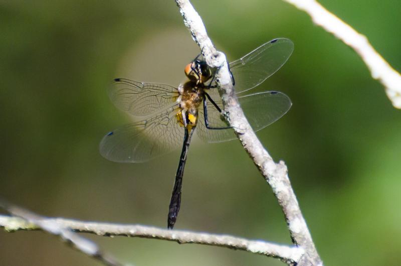 Photo of Racket-tailed Emerald