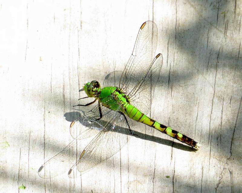 Photo of Eastern Pondhawk