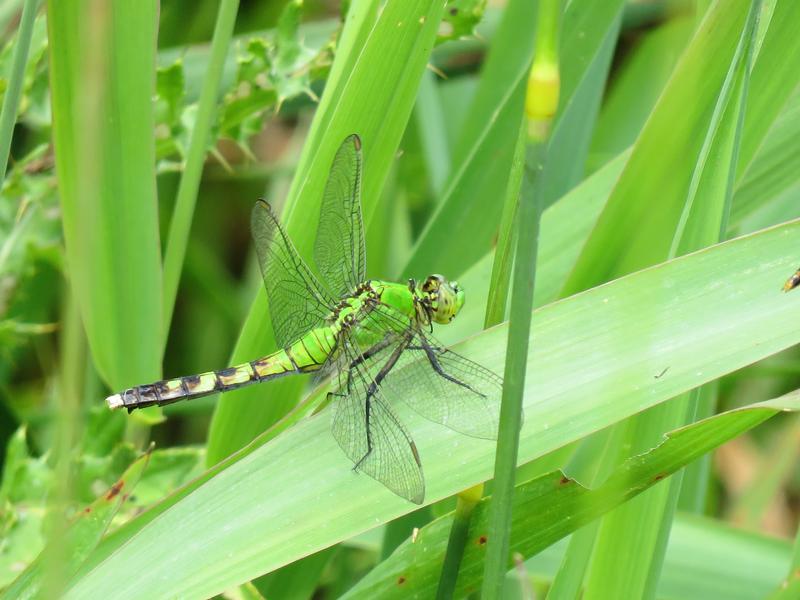 Photo of Eastern Pondhawk