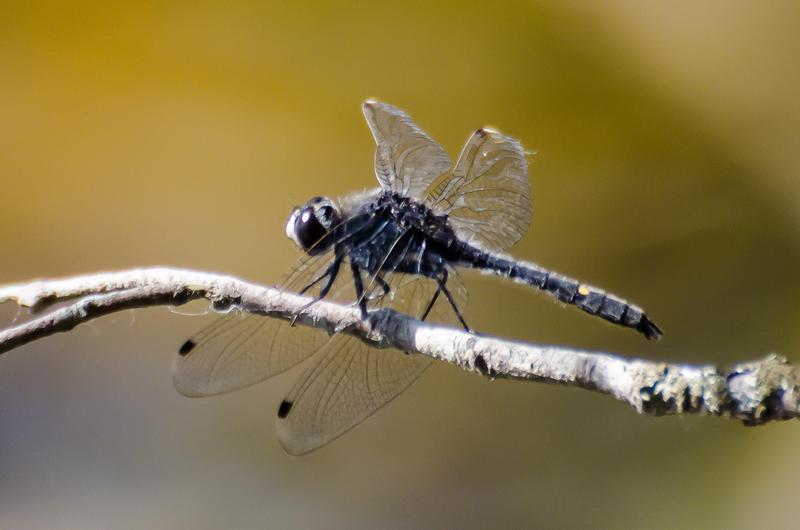 Photo of Dot-tailed Whiteface