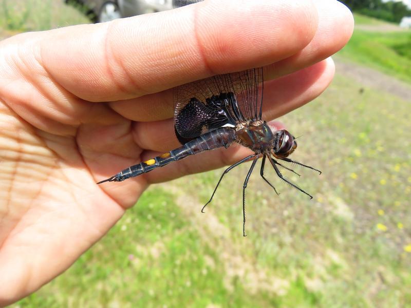 Photo of Black Saddlebags