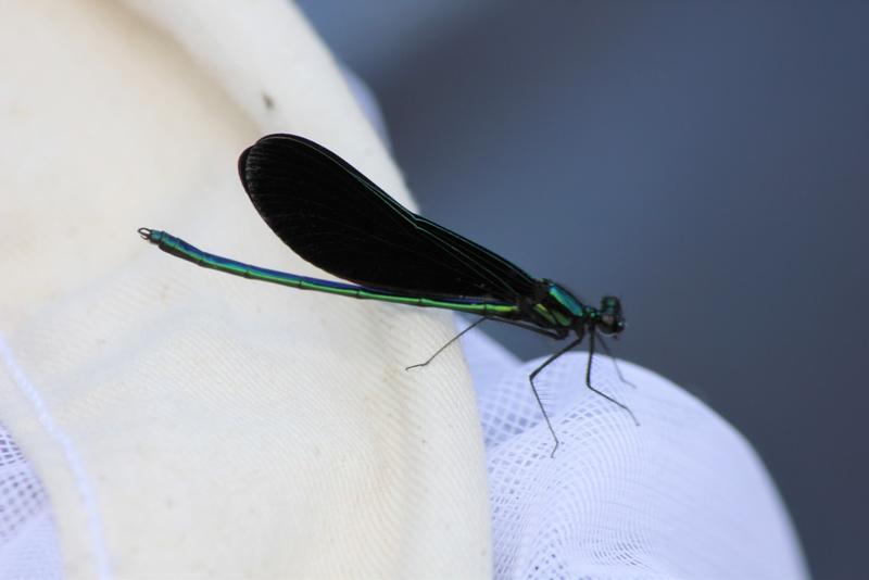 Photo of Ebony Jewelwing